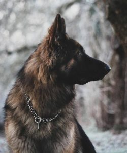 For each action performed, the puppy needs to be filled with a treat. Without such a bonus, in t ...