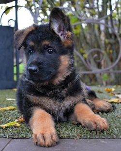 Disadvantages: high activity and mobility (if the dog lives in the house, you will have to spend ...