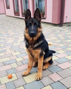 The advantages of the breed include: a high level of learning; versatility: watchman, bloodhound ...