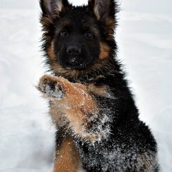 Since the puppy grows intensively, he needs to be given food often: from 6 times a day (up to 1. ...