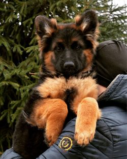 From 2 months of age, the dog can be fed calf cartilage and soft raw bones. Sometimes they give  ...