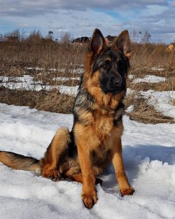 The diet of the German Shepherd can be natural (raw meat, bones, boiled fish, vegetables) or bal ...