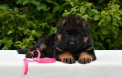 The puppy’s bowl should be placed on a raised platform so that it is at the level of his c ...