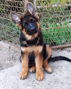 German Shepherds radiate energy, so daily walks should last about 2 hours.