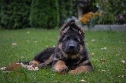 The German Shepherd does not require much maintenance. It is necessary to thoroughly bathe the d ...