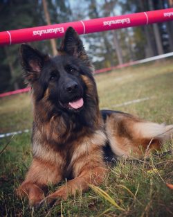 You can pick up the puppy from the mother when he turns a month and a half. Although, if the pup ...