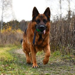 Well-developed joints can be determined by how the puppy runs at a trot: if he pushes off strong ...