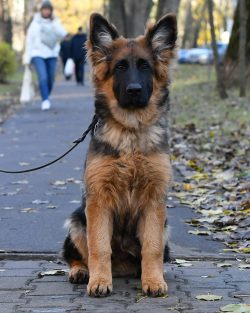 The puppy must have a sufficiently strong skeleton, a flat back and large paws. At the age of on ...