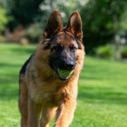 The choice of a puppy depends on your goal. Who do you want to see after a certain time: a frien ...