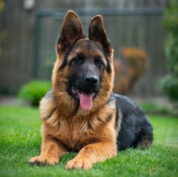 The dog has a well-developed instinct to protect his loved ones. These dogs get along well with  ...