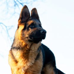 The German Shepherd is both a police officer, a nanny, a companion, a comrade and a loyal protector.
