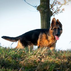 It is worth remembering that this breed will not be suitable for you if you work hard and often  ...