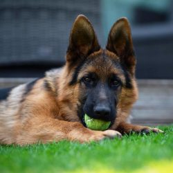German Shepherds are excellent watchmen, but it is better not to tie them in one place, let them ...
