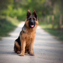 Dogs need a large yard where they can release their energy and warm up.