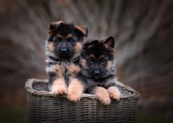 The German Shepherd, like many other large breeds, takes a lot of time and attention to it. It i ...