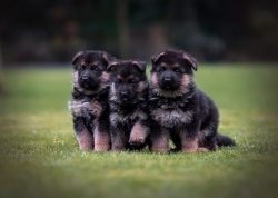 The colors are very different: both black and gray, but the most common is black-backed (the cla ...