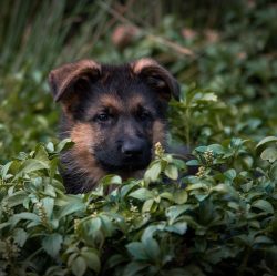 The coat of the German Shepherd is short, thick, with a developed undercoat that allows it to en ...