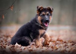 The German Shepherd is a large dog with a strong skeleton and well-developed muscular constitution.