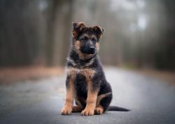 The German Shepherd is one of the most popular dog breeds in the world. The history of the breed ...