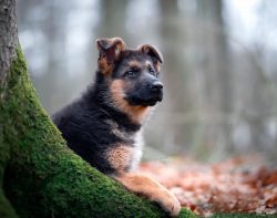 Before purchasing a German Shepherd puppy, you need to weigh the pros and cons and analyze wheth ...