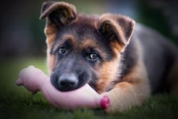 Disadvantages: high activity and mobility (if the dog lives in the house, you will have to spend ...
