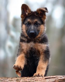 German Shepherd dogs can smell after bathing, so it is recommended that after bathing, dry the d ...