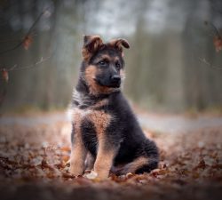 Training should be started at a young age. German Shepherds can learn simple commands in just a  ...