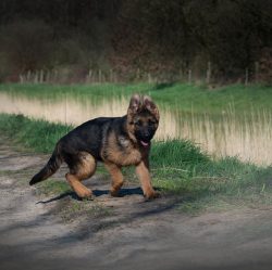 The puppy needs to be trained in a playful way, to be able to interest him. Do not show aggressi ...