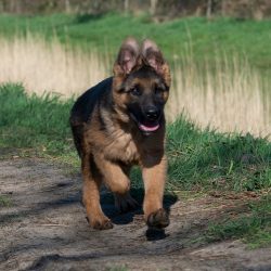 When a person decides to take a German Shepherd home, he asks the question – does it smell ...