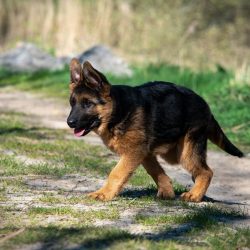 If you notice that your dog is starting to gain weight, you need to cut back on portions. If it  ...