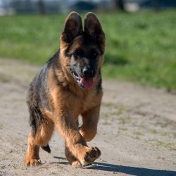 Many owners prefer to feed the German Shepherd with natural food: offal, meat trimmings, beef tr ...