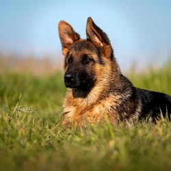 If you decide to feed your dog dry professional food, then it must be super-premium.