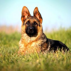 When you start a German Shepherd in your home, be prepared to fork out for its food. The breed i ...