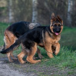 Shepherd’s nails should be trimmed every three weeks because they can be painful when jump ...
