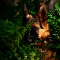 German Shepherds do not require special care, but the owner must constantly monitor the conditio ...