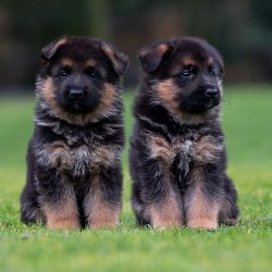 Today the German Shepherd is one of the most widespread breeds in the world.