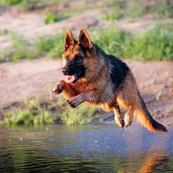 German Shepherds are great helpers for people with disabilities and wonderful companion dogs.