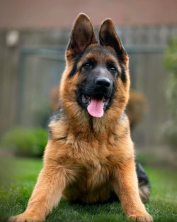 German Shepherds are considered strong and resilient, with relatively good health. However, just ...