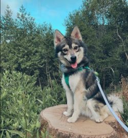 American breeder, Alaska resident Linda Spurlin set out to create a breed that would retain all  ...