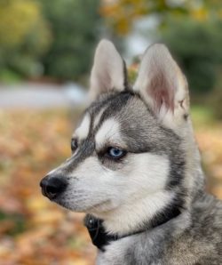 The Alaskan Klee Kai is practically no different from the husky, except for the size. 