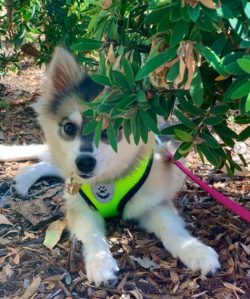 There are three types of Alaskan Klee-kai dogs: standard (height up to 45 cm and weight up to 10 ...