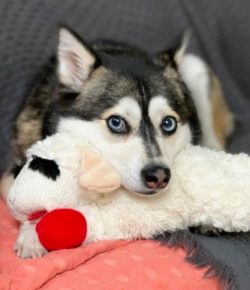The muzzle of the Alaskan Kli-kai is rather elongated, the ears are medium-sized, triangular, er ...