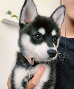The coat of the Alaskan Kli-kai is of medium length, very thick, the colors are the same as thos ...