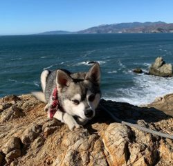 Unlike freedom-loving and independent Huskies, Klee-kai is completely human-oriented. 
