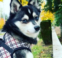 Alaskan Klee Kai is the perfect friend and companion who catches your every move and, it seems,  ...