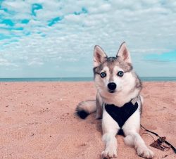 Klee Kai is very fond of communication and can talk for a long time to the owner returning from  ...