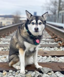 These mini huskies are incredibly friendly and love both people and other pets, so if your famil ...