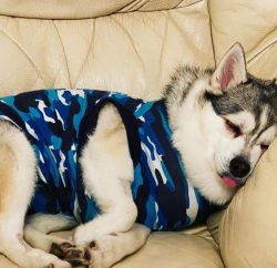 Klee Kai is a creature that will enjoy your existence and will never sit on its head. 