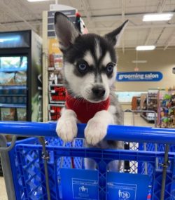 Their small size and complete unpretentiousness make these dogs ideal companions of the abodes o ...