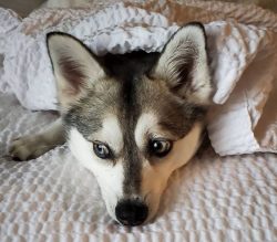 Klee Kai loves outdoor activities, so you need to walk with them as long as possible, then your  ...